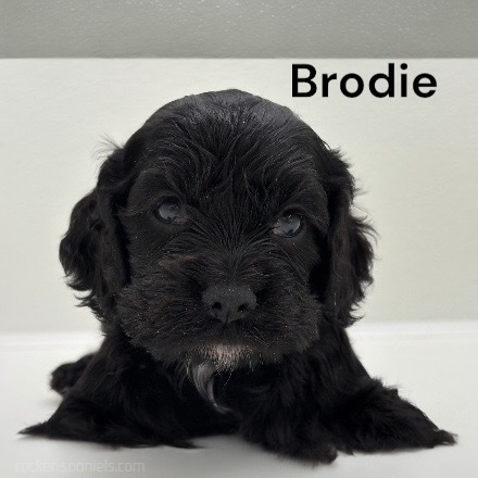 puppy, for, sale, Cocker Spaniel, Joe & Cherri  Overlease, dog, breeder, Miller, MO, dog-breeder, puppy-for-sale, forsale, nearby, find, puppyfind, locator, puppylocator, aca